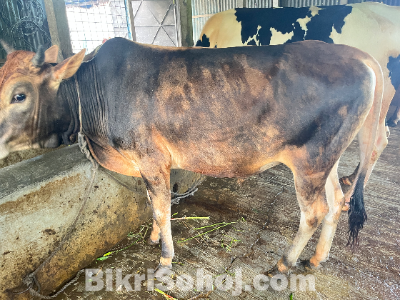 ষাড় গরু